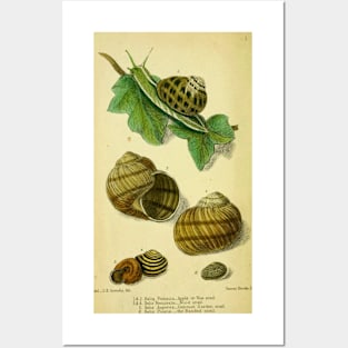 Vintage print of British edible snails Posters and Art